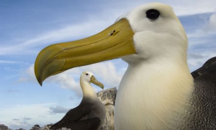 Video: 5 Flirty and Funny Mating Dances