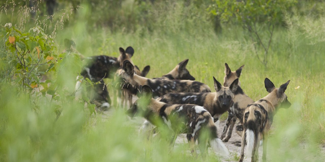 Ten Facts about the African Wild Dog