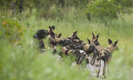 Ten Facts about the African Wild Dog