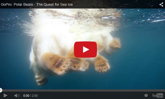 Video of the week: Polar Bear Quest for Sea Ice