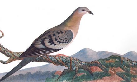 On the Loss of Passenger Pigeons and Parks