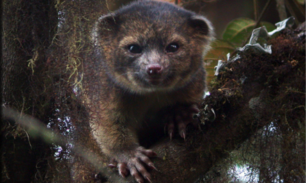 The Top 10 Newly Discovered Species of 2014