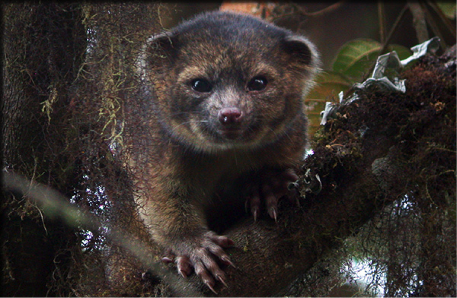 The Top 10 Newly Discovered Species of 2014