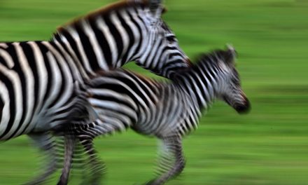 Wildebeests No Longer Hold the Record for Longest Terrestrial Migration: Zebras Take Over the Title