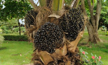 The Problem with Palm Oil
