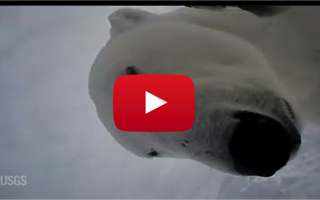 Video of the Week: Arctic Footage Filmed by a Polar Bear!