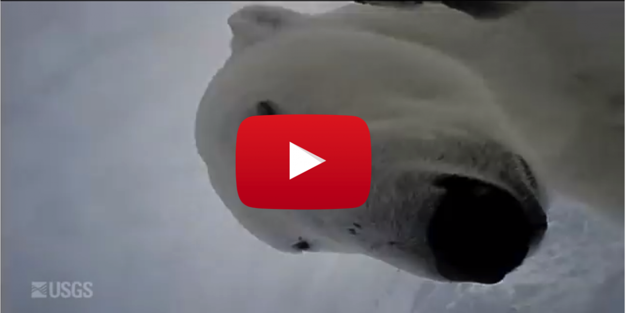 Video of the Week: Arctic Footage Filmed by a Polar Bear!