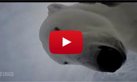 Video of the Week: Arctic Footage Filmed by a Polar Bear!