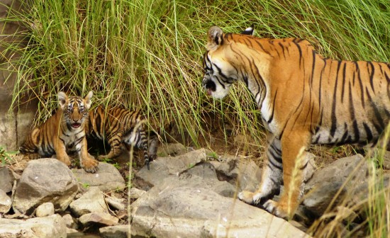 Mama tiger and 2 baby tiger cubs