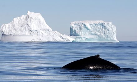 Japanese Whaling: Truly for Sustainability Science, or Only for Cultural Consistency?