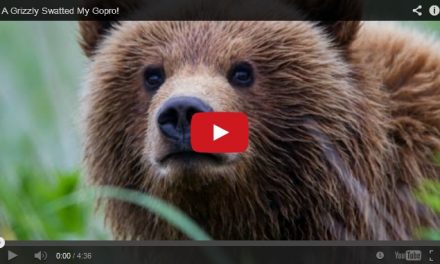 Video of the Week: A Grizzly Cub Swatted My GoPro!