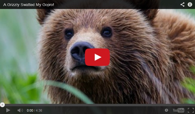 Video of the Week: A Grizzly Cub Swatted My GoPro!