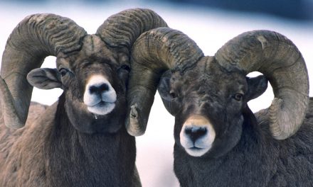 Bam Bam the Ram: Is Feeding Wildlife Ever OK?