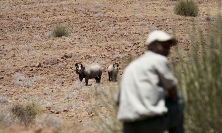 How Well-Meaning Travelers Inadvertently Help Poachers