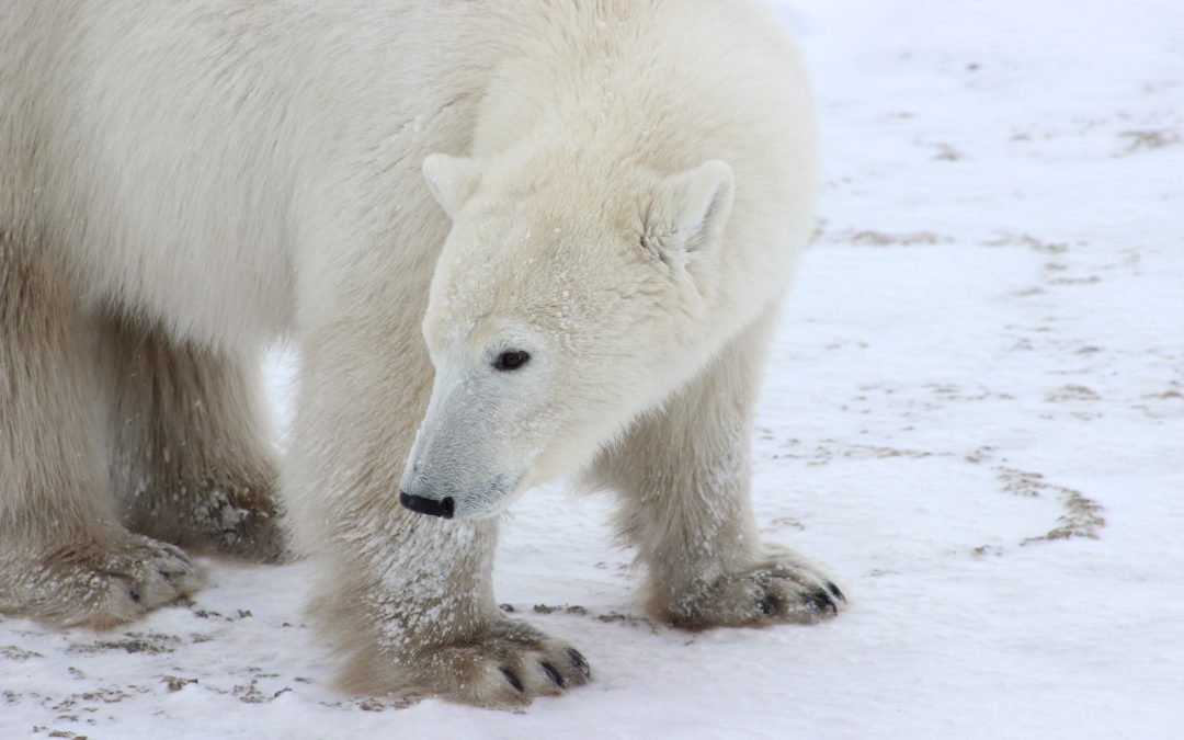 The Privilege of Proximity to Polar Bears