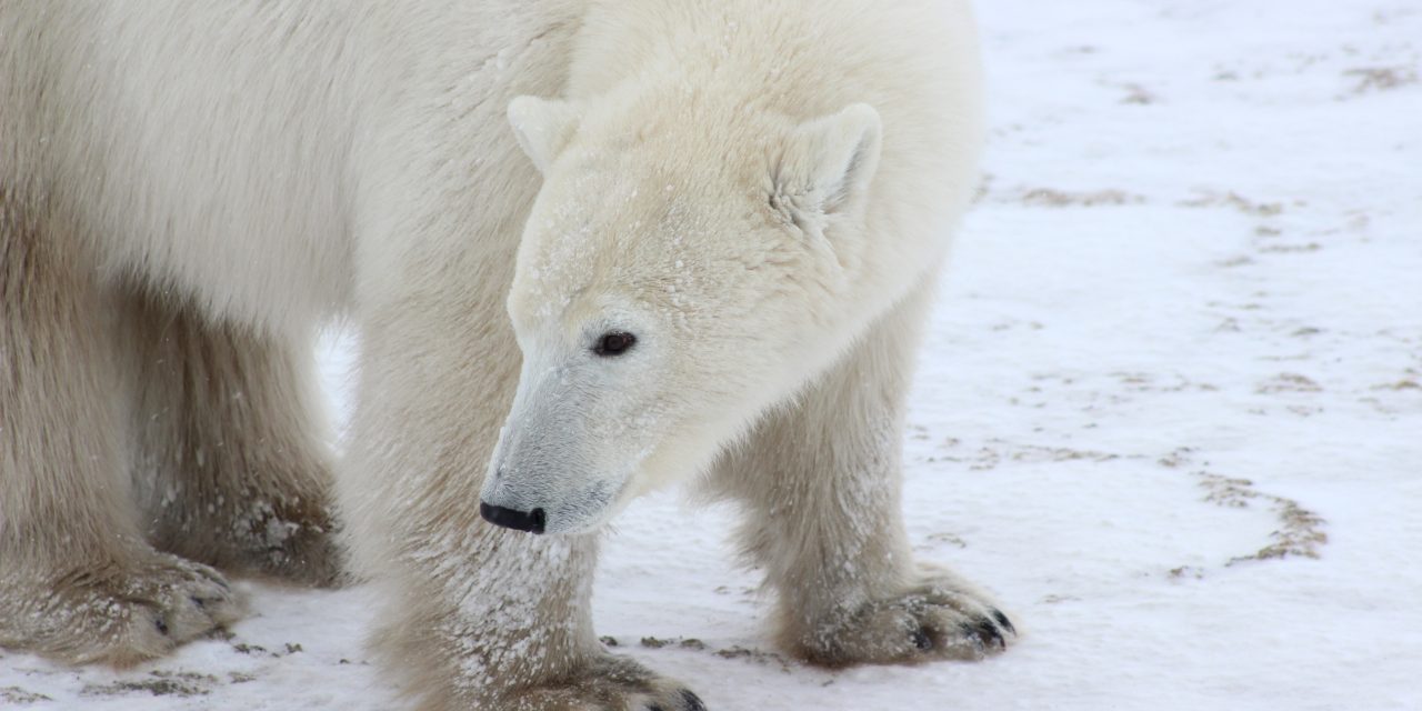 The Privilege of Proximity to Polar Bears