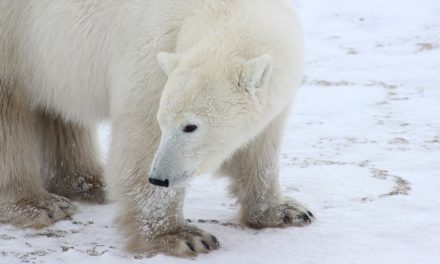 The Privilege of Proximity to Polar Bears
