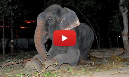 Video of the Week: Raju the Elephant Cries Tears of Joy after Being Rescued from 50 Years of Abuse
