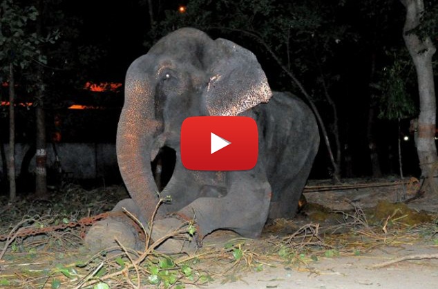 Video of the Week: Raju the Elephant Cries Tears of Joy after Being Rescued from 50 Years of Abuse