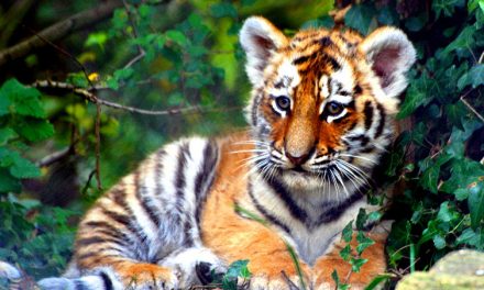 International Tiger Day is Tomorrow!