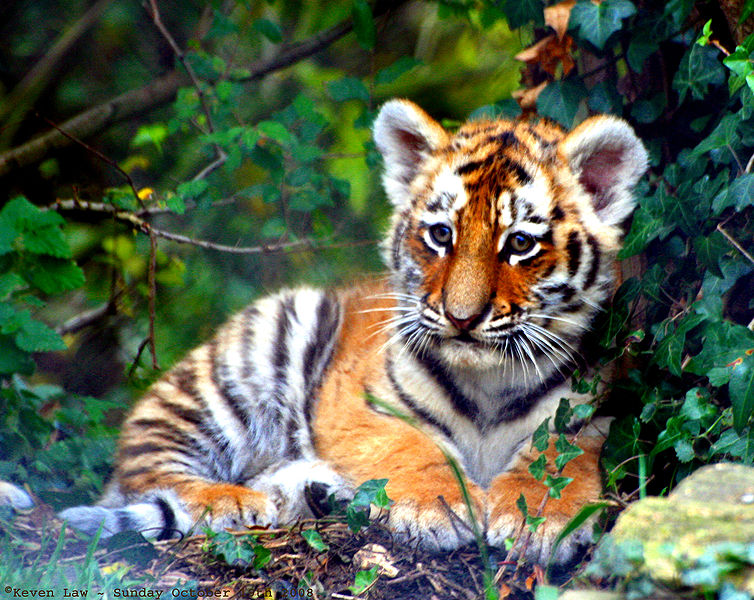 International Tiger Day, tiger cub, conservation, inquisitive, adorable baby animals
