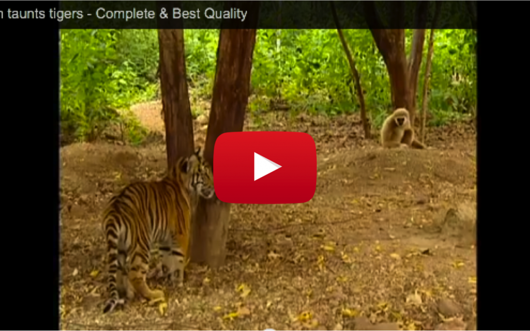 Video of the Week: Gibbon Plays with Young Tigers