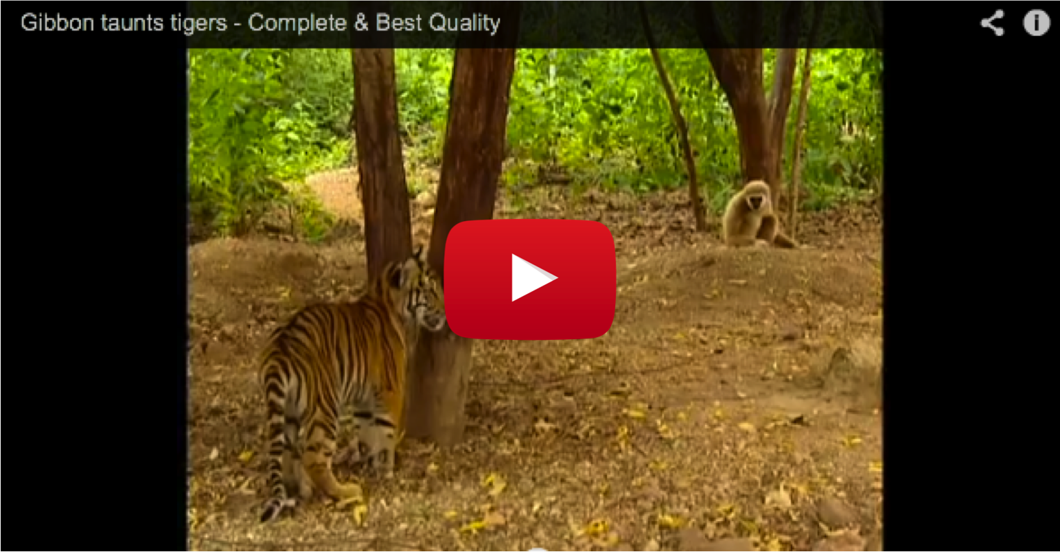 gibbons, tigers, animal playing, playful, India, Southeast Asia, jungle, juvenile animals, brothers