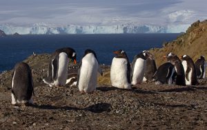 Penguins in Antarctica