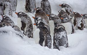 Icy penguins