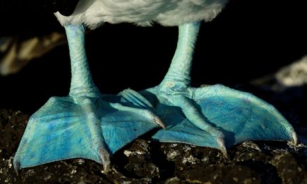 Where Have All the Boobies Gone?