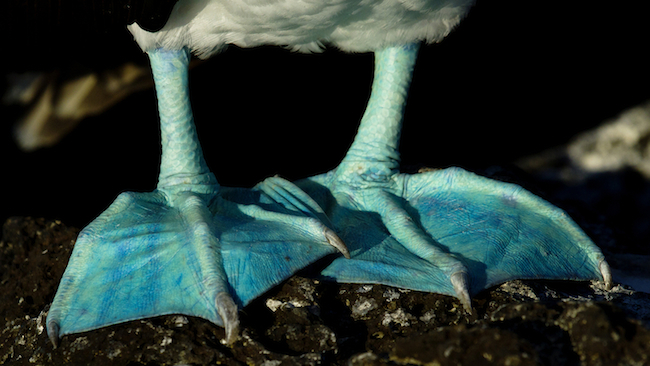 Where Have All the Boobies Gone?