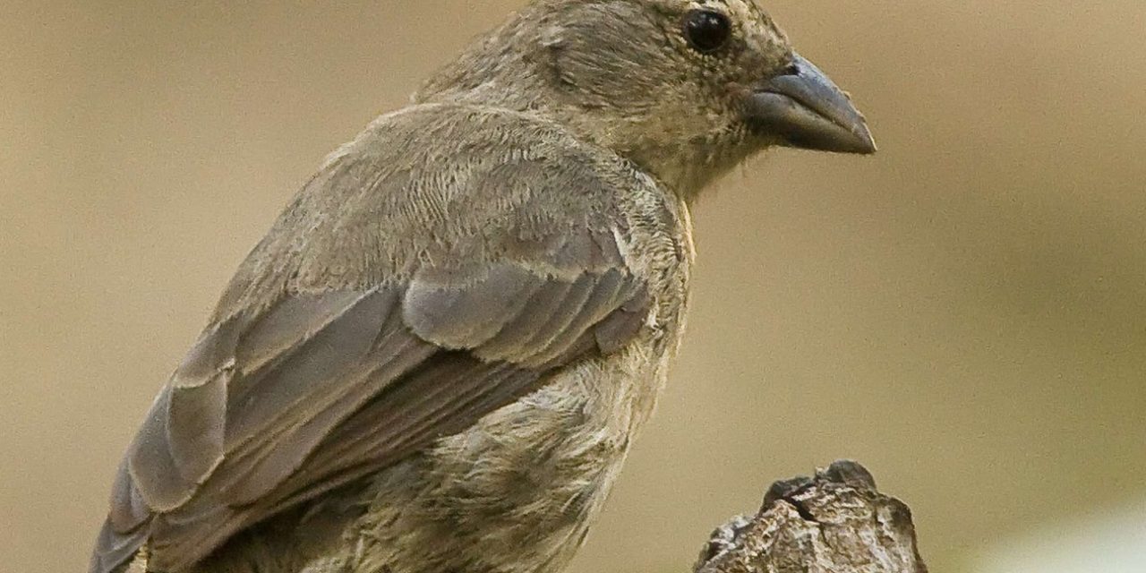 Can a Pioneering Conservation Effort Save One of the Most Critically Endangered Species in the Galapagos?