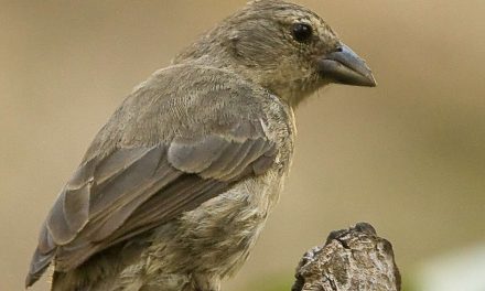 Can a Pioneering Conservation Effort Save One of the Most Critically Endangered Species in the Galapagos?