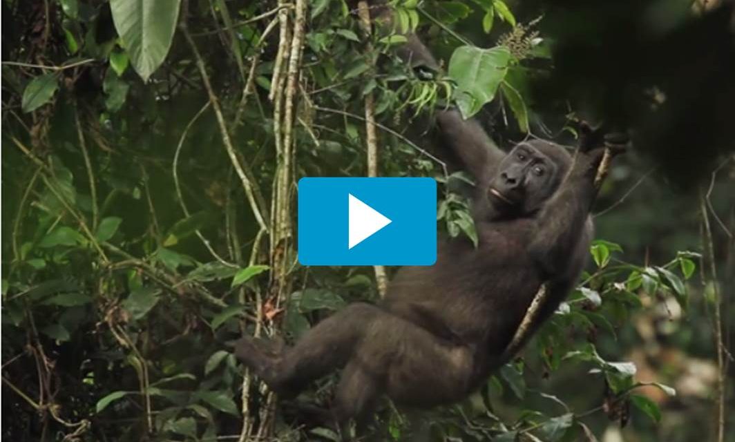 Video of the Week: Spend One Amazing Minute in The Congo Basin