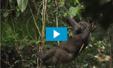 Video of the Week: Spend One Amazing Minute in The Congo Basin