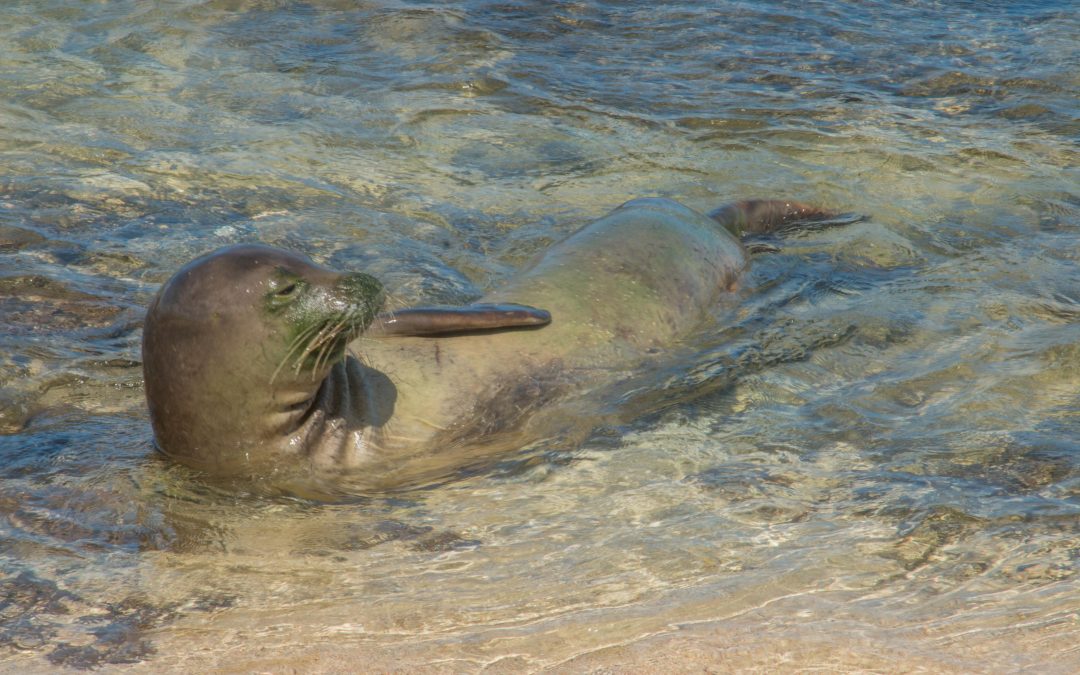 The Hawaiian Monk Seal: Living on the Brink