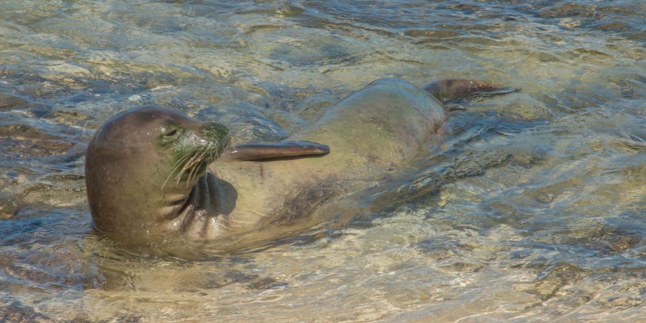 The Hawaiian Monk Seal: Living on the Brink