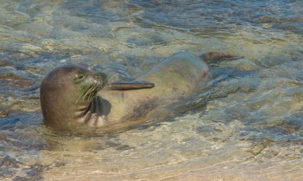 The Hawaiian Monk Seal: Living on the Brink