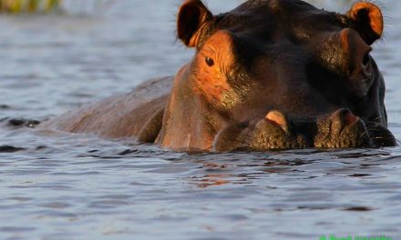 Botswana's Okavango Delta named 1,000th UNESCO World Heritage Site