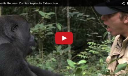 Video of the Week: A Gorilla Reunion