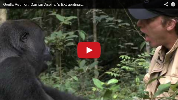 Video of the Week: A Gorilla Reunion