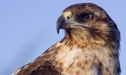 Galapagos Hawks and Their Lice Help Answer One of Biology's Fundamental Questions