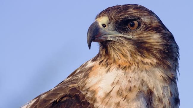 Galapagos Hawk
