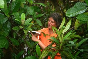 Researcher measuring an invasive Quinine tree