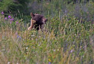 Black bear in grass