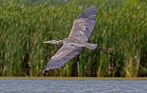 Flying great blue heron
