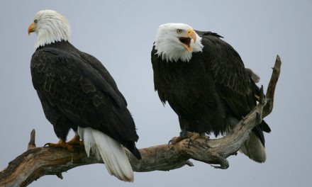 USDA Wildlife Services Killed More Than 4 Million Animals in 2013. Was It Justified?