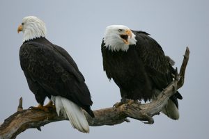 Two bald eagles
