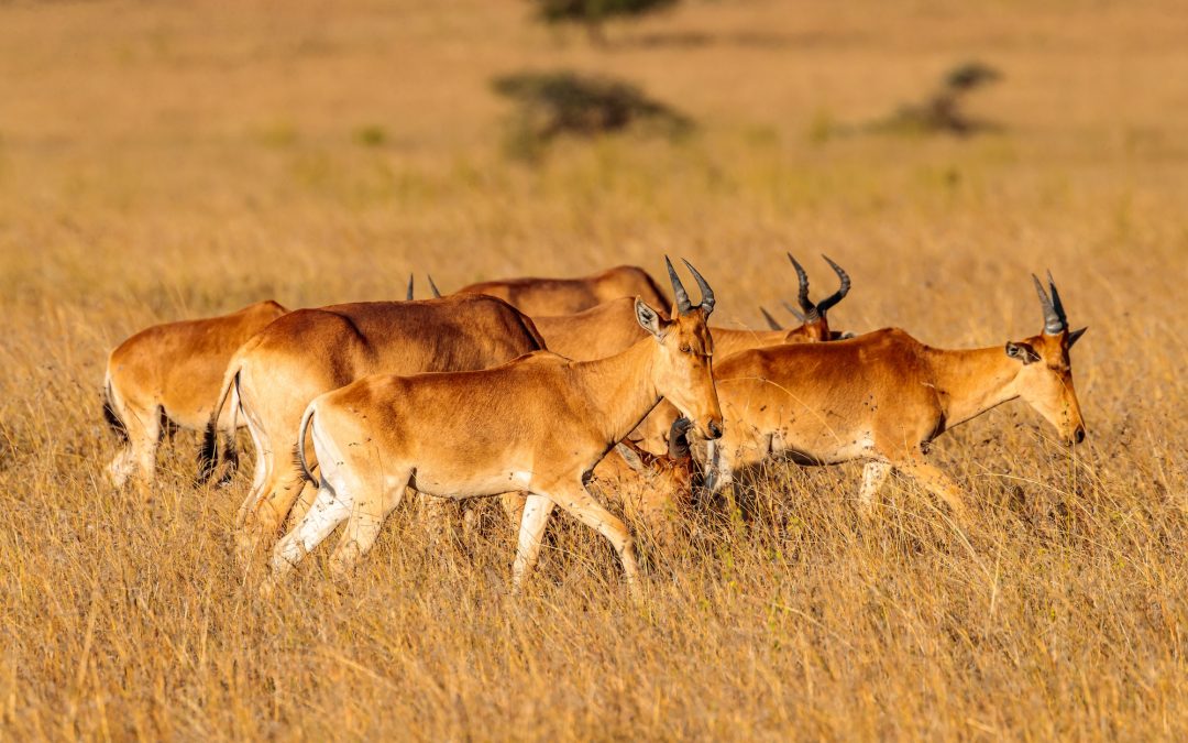 10 Rare & Remarkable Animals to See on a Zambia Safari