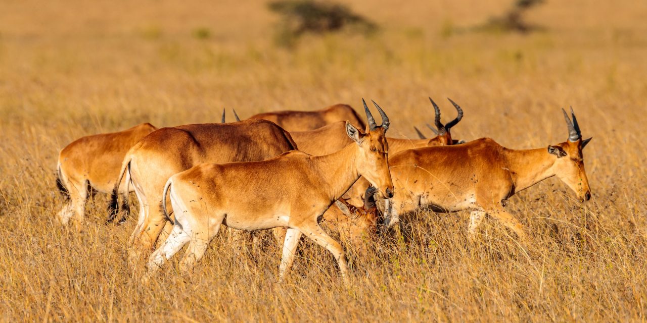 10 Rare & Remarkable Animals to See on a Zambia Safari